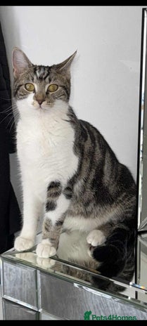 Domestic Shorthair cats For sale cat - Advert 1