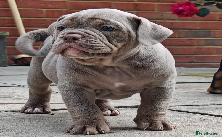 Olde English Bulldogge dogs - Advert 1