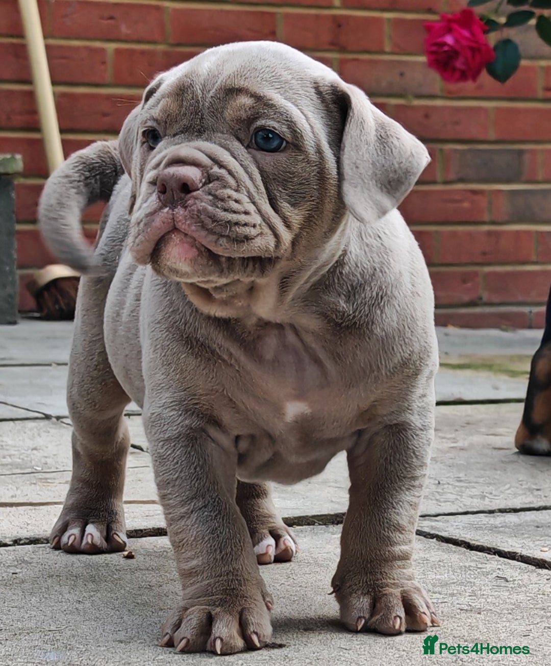 Olde English Bulldogge dogs for sale: Olde Tyme bulldogs puppies  - Image 2