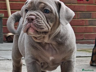Olde English Bulldogge dogs - Advert 3