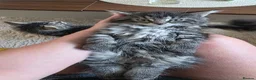 Mixed Breed cats for sale: Kittens-Fluffy Tabby Kittens for Sale - Advert 5