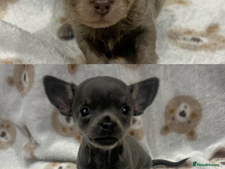 Chihuahua dogs Stunning Chihuahua Puppies ⭐️ - Advert 17