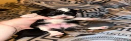 Chihuahua dogs for sale: Chihuahua puppies 2 boys & 1 girl, ready mid sept in Doncaster - Advert 23