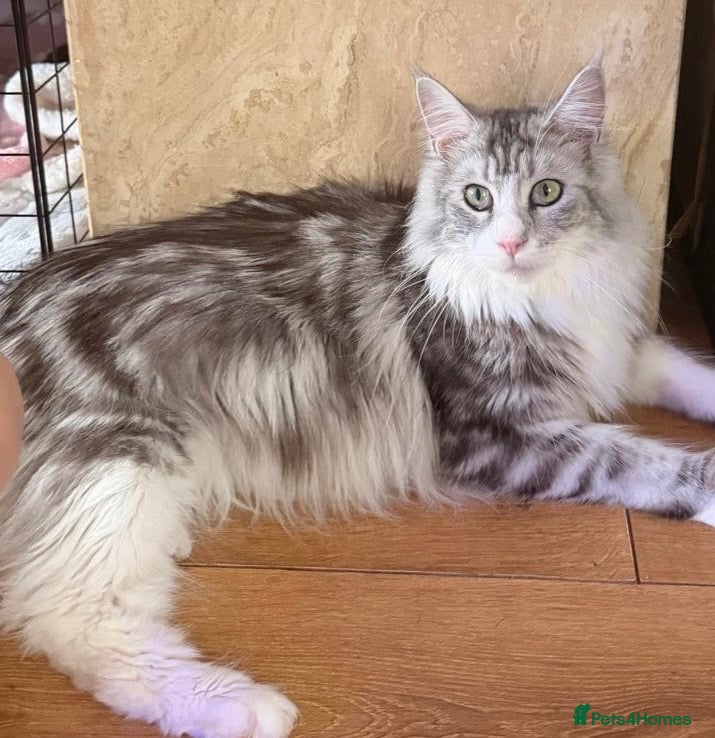 Maine Coon cats for sale: Big Personality MaineCoon - Advert 6
