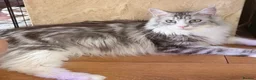 Maine Coon cats for sale: Big Personality MaineCoon in Bishop's Stortford - Advert 1