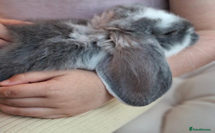 French Lop rabbits - Advert 1