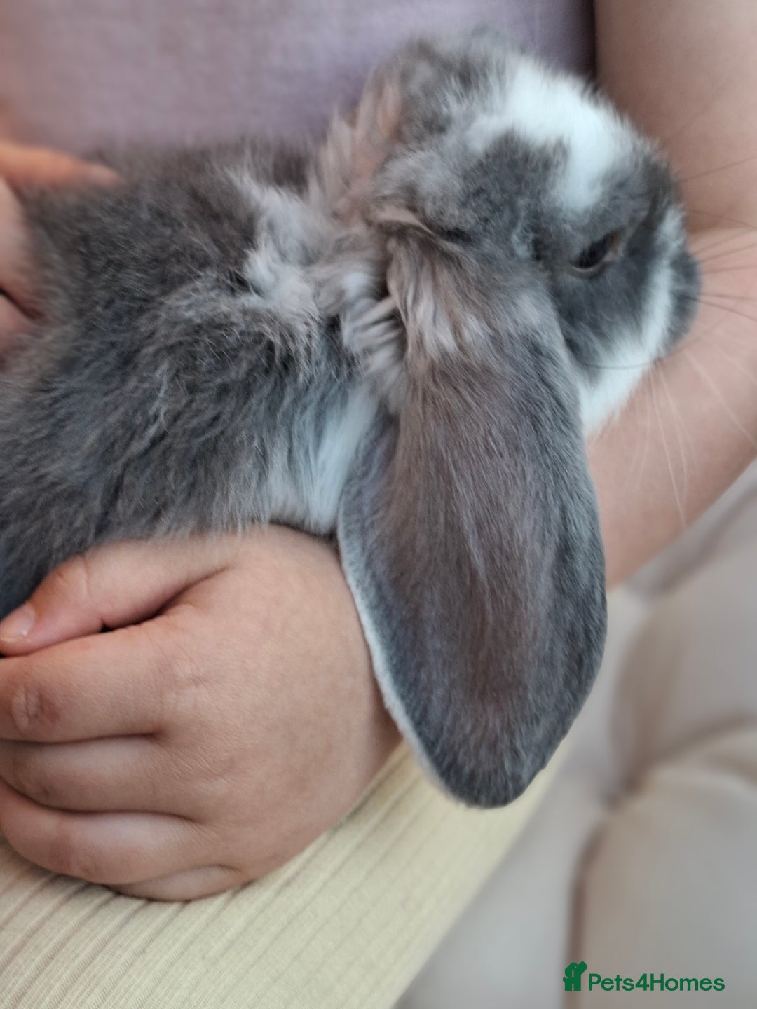 French Lop rabbits for sale: Pure bred french lop babies - Image 1