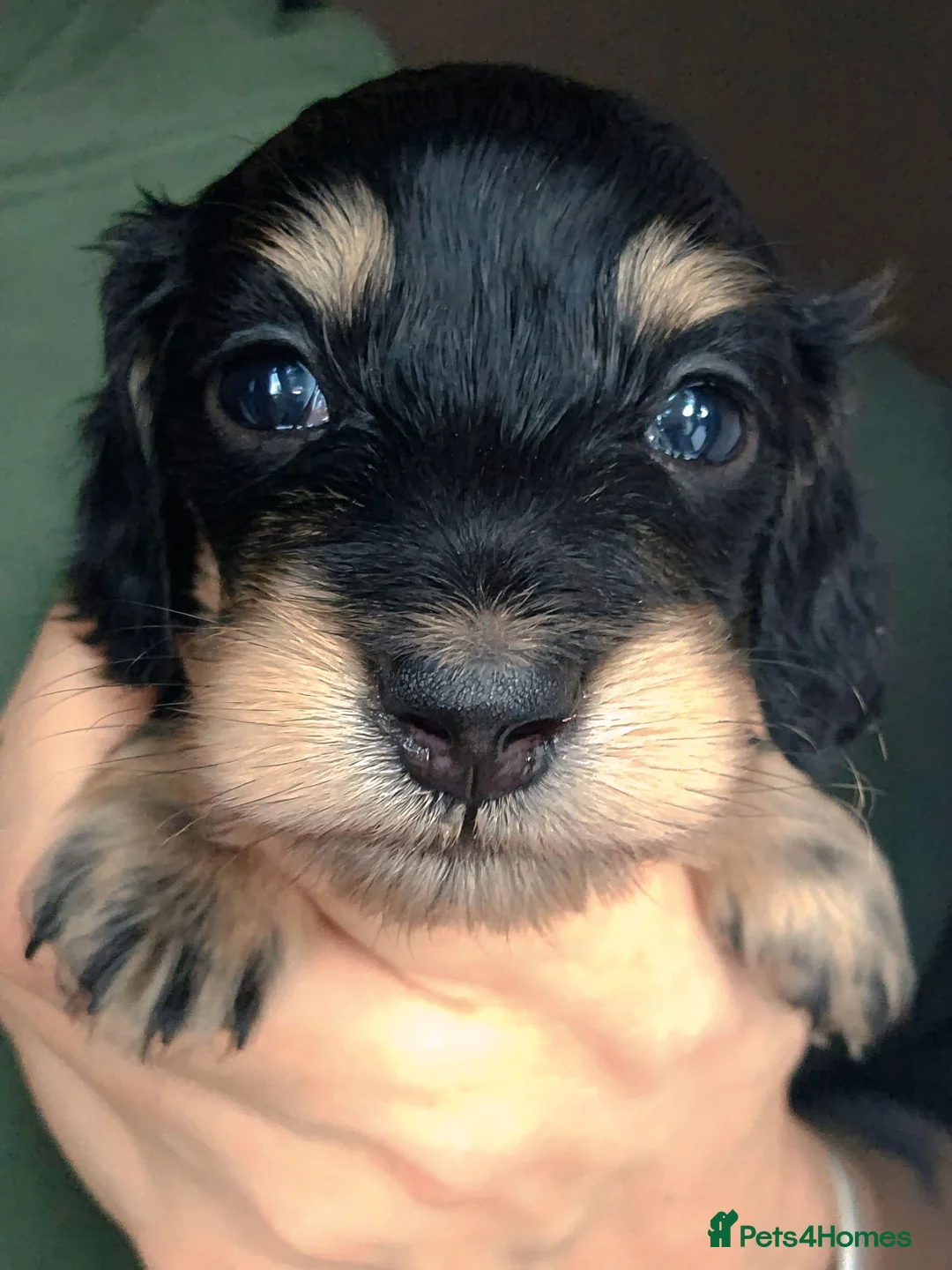 Miniature Dachshund dogs for sale: Stunning Miniature Long Haired Dachshunds - Advert 11