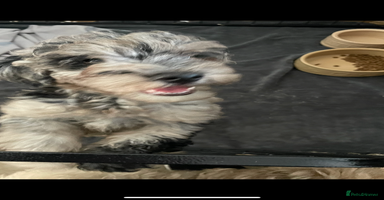 Cockapoo dogs - Advert 9