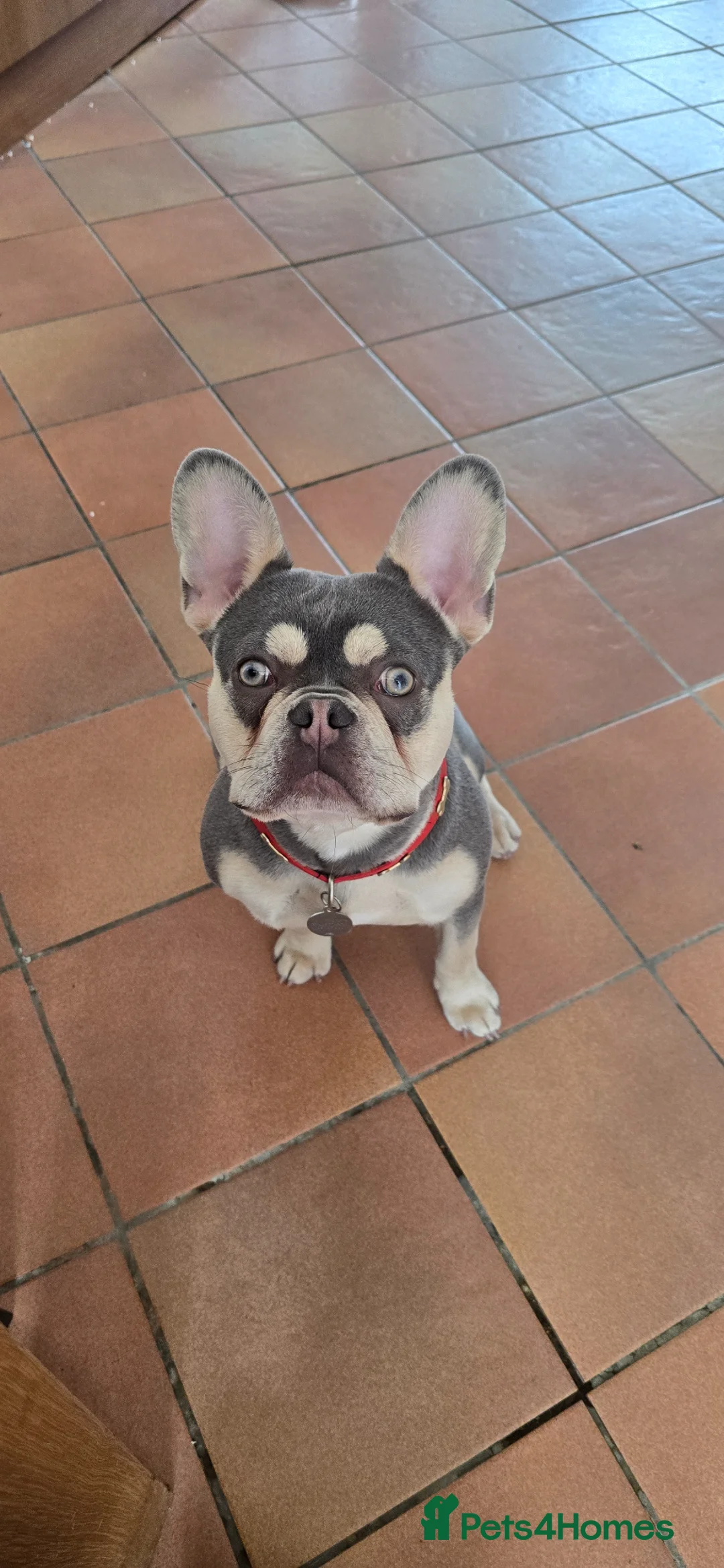 French Bulldog dogs for sale: Ozzy  - Advert 1