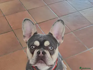 French Bulldog dogs Ozzy - Advert 1