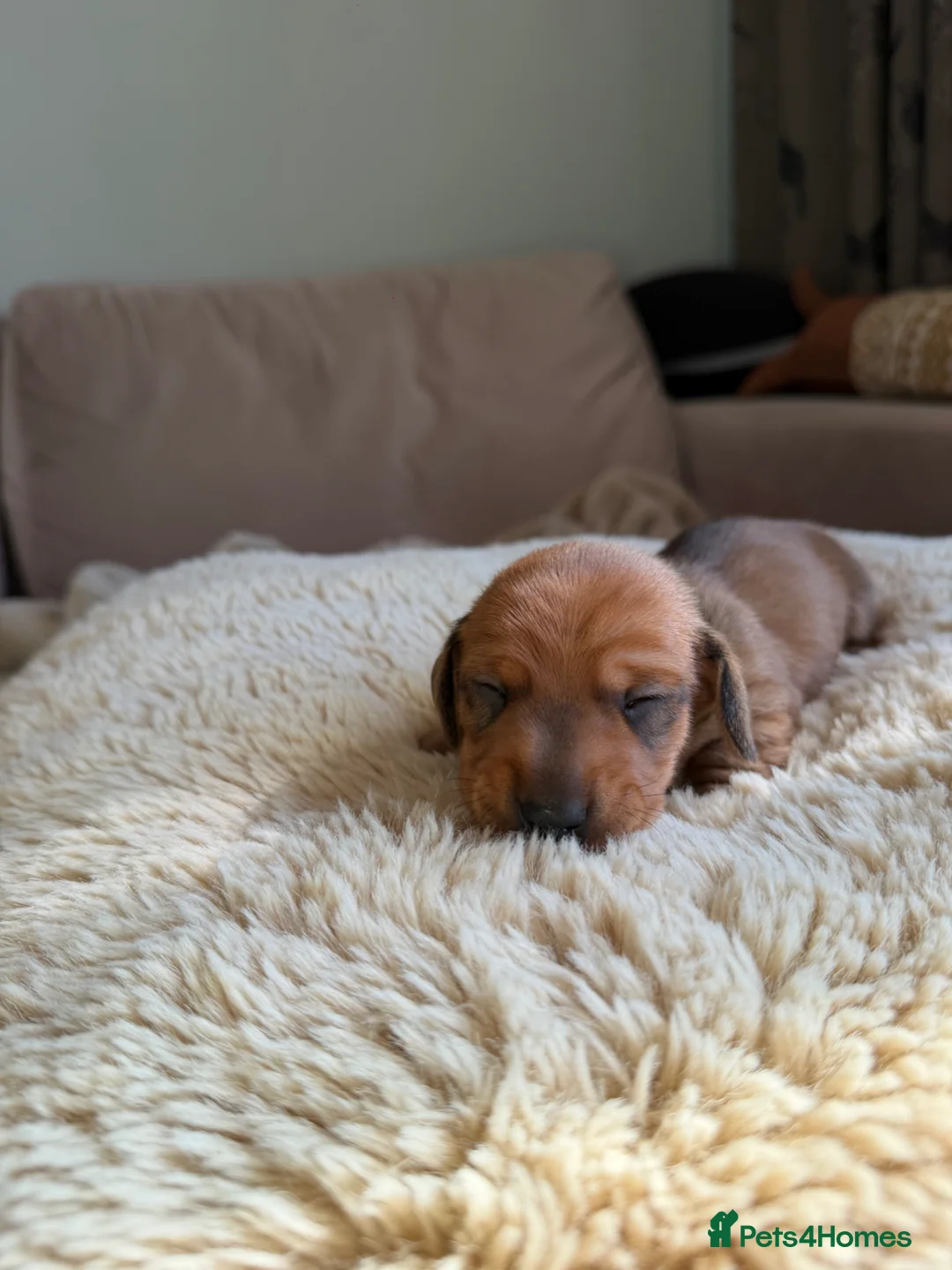 Miniature Dachshund dogs for sale: Miniature dachshunds red&shaded red - Advert 2