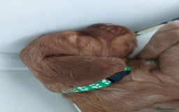 Sprocker dogs for sale: Exceptional working-line puppies for loving homes! - Image 27