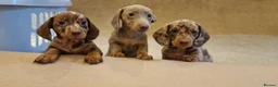 Miniature Dachshund dogs for sale: Mini dachshunds puppies  - Advert 2