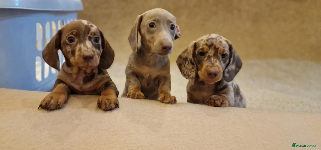 Miniature Dachshund dogs for sale: Mini dachshunds puppies  - Advert 2