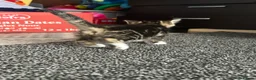 Domestic Shorthair cats for sale: BLACK+GINGER BABY KITTEN/needs to be taken ASAP in London - Advert 10