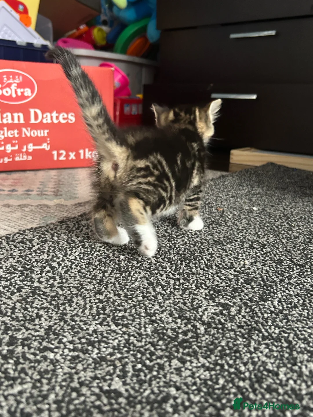 Domestic Shorthair cats for sale: BLACK+GINGER BABY KITTEN/needs to be taken ASAP in London - Advert 10