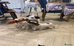 Jack Russell dogs for sale: Two girl puppies available  - Image 9