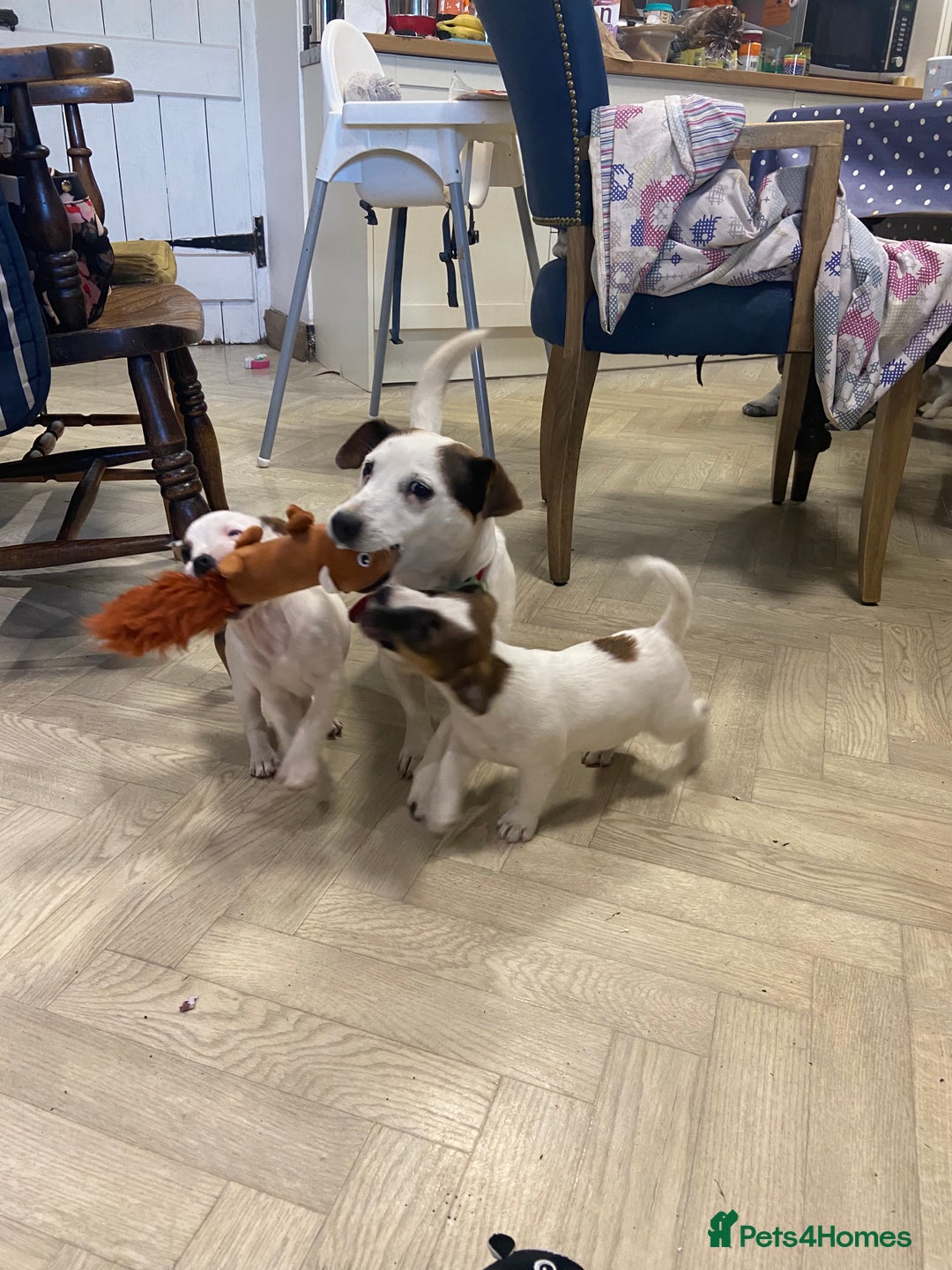 Jack Russell dogs for sale: Two girl puppies available  - Image 9