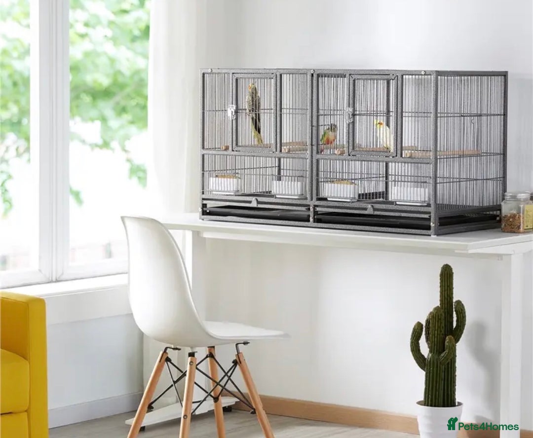 Conures birds for sale: Breading Pair of Green-Cheeked Conures Experienced - Advert 7