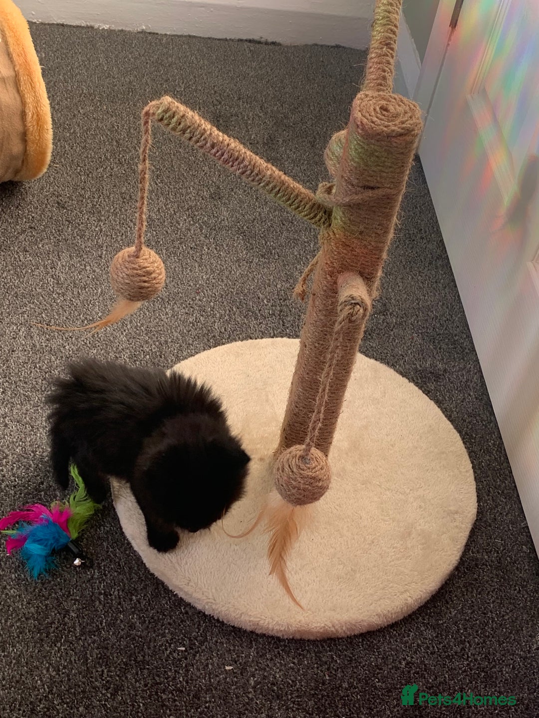 Mixed Breed cats for sale: 1 Male Long Haired Kitten left - Advert 3