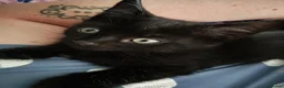 Mixed Breed cats for sale: 3 male kittens  - Advert 5
