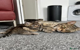 Domestic Shorthair cats for sale: Domestic Cats for sale🐈🐈‍⬛ - Image 4