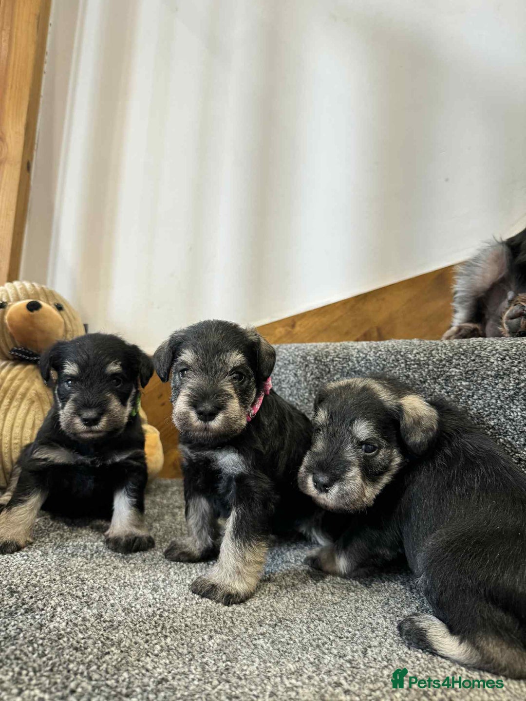 Miniature Schnauzer dogs for sale: Miniature Schnauzer Puppies KC/BVA/MAC Tested - Image 4