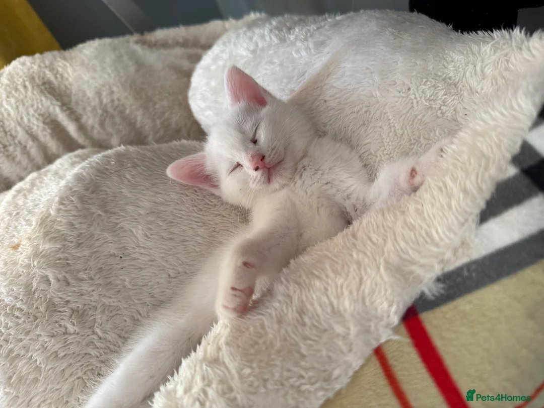 Mixed Breed cats for sale: Various house cats in Halesowen - Advert 2