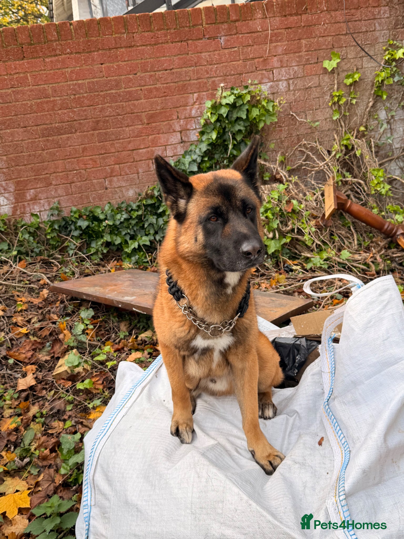 Mixed Breed dogs STUD for Litter - Advert 2