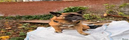 Mixed Breed dogs for stud: STUD for Litter in Swindon - Advert 1
