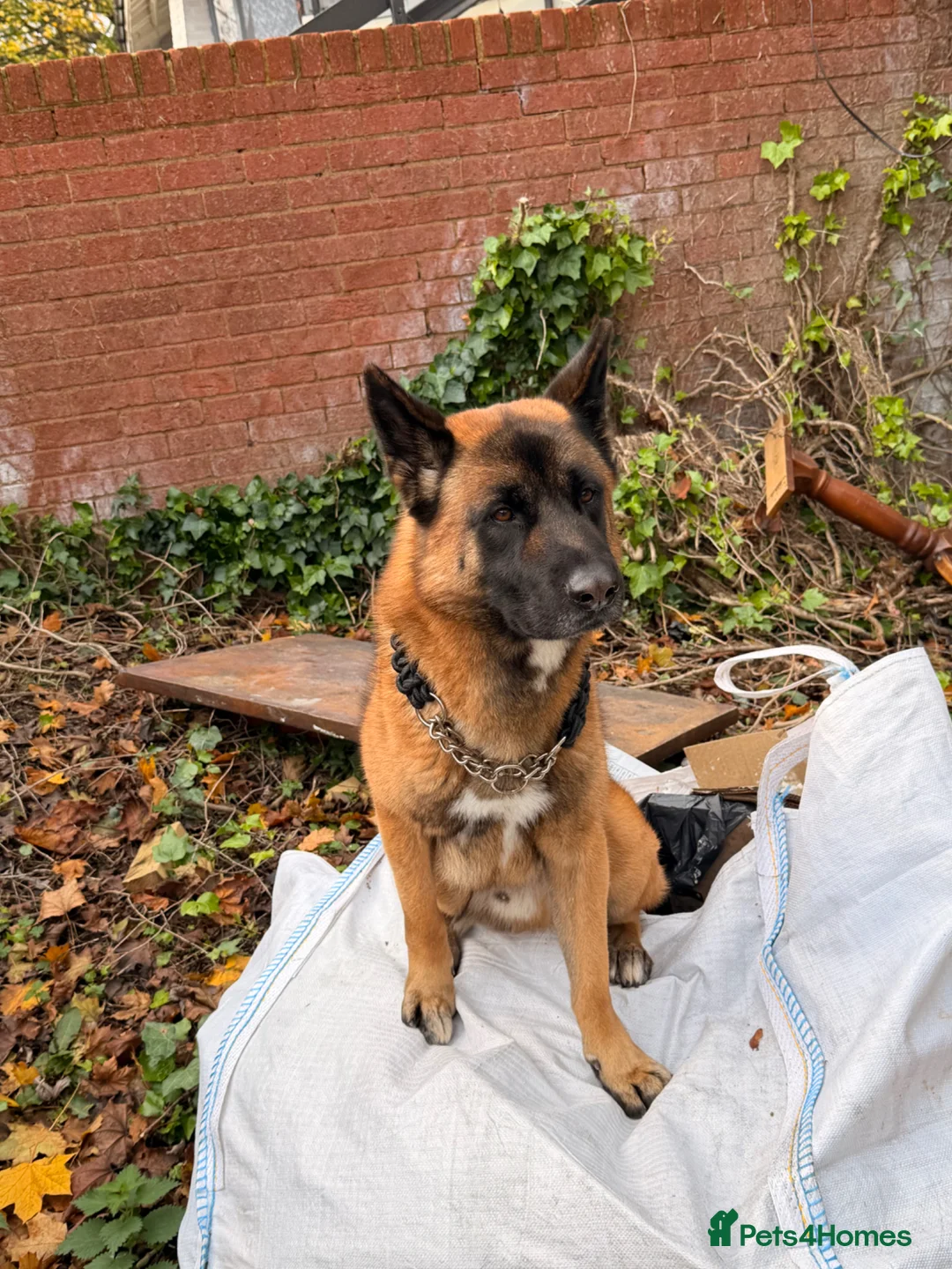 Mixed Breed dogs for stud: STUD for Litter in Swindon - Advert 1