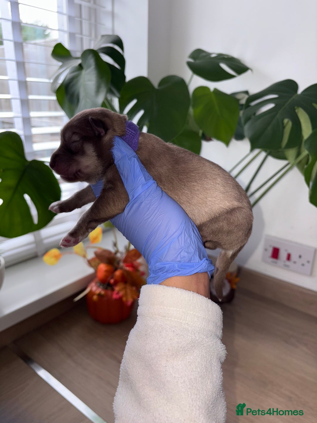 Siberian Husky dogs for sale: Pedigree Siberian Husky Puppies - Image 12