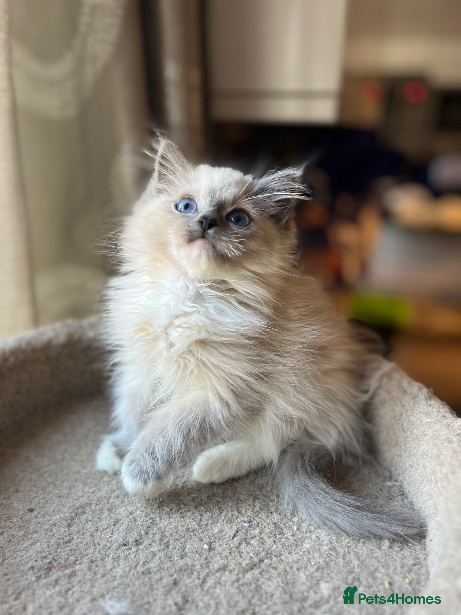 Ragdoll cats 🐈 Gorgeous Cherubim ragdoll kittens 🐈 - Advert 13