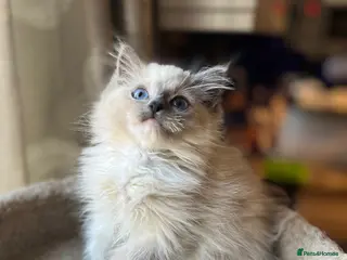 Ragdoll cats 🐈 Gorgeous Cherubim ragdoll kittens 🐈 - Advert 13