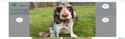 Cocker Spaniel dogs for sale: Frank – 6-Year-Old Cocker Spaniel - Advert 2