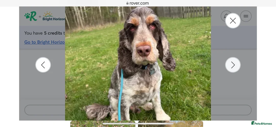 Cocker Spaniel dogs for sale: Frank – 6-Year-Old Cocker Spaniel - Advert 2