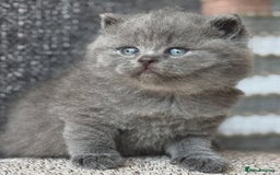 British Shorthair cats for sale: Adorable British Shorthair Teddy Bear Kittens - Image 2