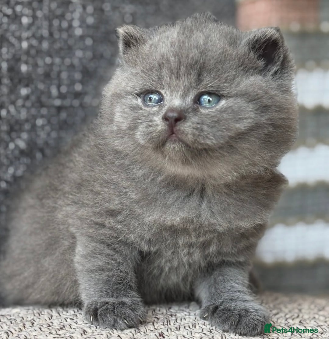 British Shorthair cats for sale: Adorable British Shorthair Teddy Bear Kittens - Image 2