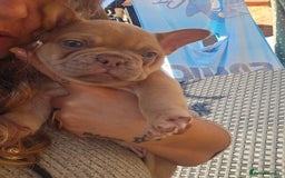 French Bulldog dogs for sale: Ready Now  - Image 15