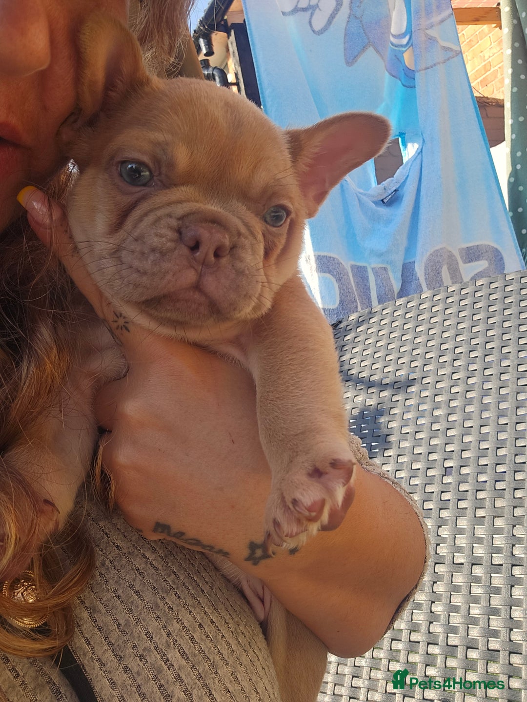 French Bulldog dogs for sale: Ready Now  - Image 15