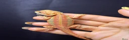 Bearded Dragon reptiles for sale: Hypo, Trans Blue bar leatherback and standard back in Southsea - Advert 11