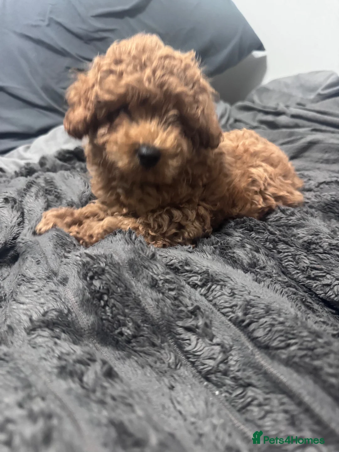 Maltipoo dogs for sale: Toy Maltipoo pups lovely red ready, last pup now - Advert 1