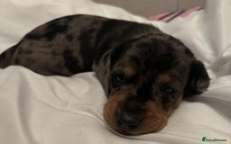 Dachshund dogs for sale: Standard Dachshund Puppies  - Image 20