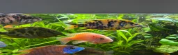 Cichlids fish for sale: Cichlids and clown loach for sale  in Ware - Advert 5