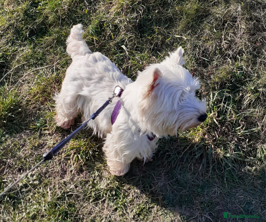 West Highland Terrier dogs for sale: KC Reg Quality West Highland Terrier Puppies  - Image 13