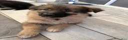 German Shepherd dogs for sale: German shepherd puppies for sale  - Advert 4
