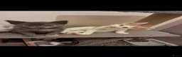 Mixed Breed cats for sale: Kittens for sale! - Advert 9