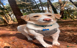 Mixed Breed dogs for sale: Lovely Pixel  - Image 1