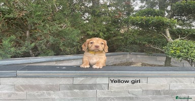 Cocker Spaniel dogs - Advert 15